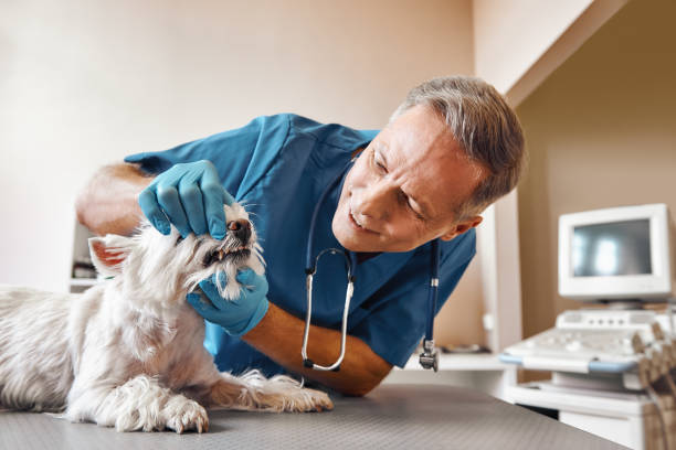 Best Emergency Dental Care for Broken or Chipped Teeth in Bothell West, WA